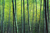 The Bamboo Grove プリント - ロバート・チャーチル