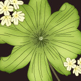 Organic Green Flower Head Poster par Kate Knight