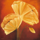 White Blossom Poppies Prints by Caroline Wenig