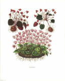Cyclamens Posters