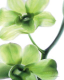 Orchid Marilyn I Affiches par Annemarie Peter-jaumann