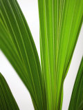 The Big Green Prints by Sara Deluca