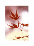 Arrangement of the Leaves II Affiches par Gerd Weissing