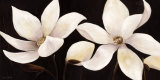 Clematis Blooms Posters by Rian Withaar