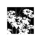 Black and White Daisy Prints by Franz Heigl