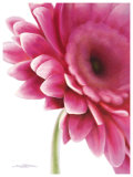 Pretty In Pink Prints by Annemarie Peter-jaumann
