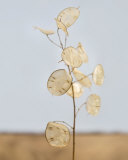 Gorgeous Lunaria I Prints by Sara Deluca
