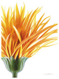 Orange Hair Affiche par Annemarie Peter-jaumann