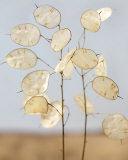 Gorgeous Lunaria II Print by Sara Deluca