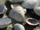 Stones and Shells Posters by Sara Deluca