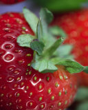 Strawberry Pósters por Sara Deluca Strawberry Pósters por Sara Deluca