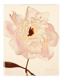 White Peony Poster by Deborah Schenck