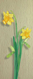 Narcissus Prints by M. Allegri