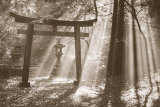 Torii Shrine Prints