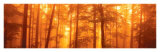 In The Mist Posters