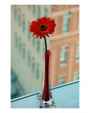 Gerbera Fotografisk trykk av Justin Bryant