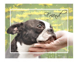 Boston Terrier Friend Photographic Print by Patti Meador