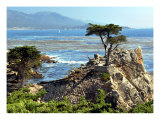 The Lone Cypress Tree Photographic Print by Lorrie Morrison
