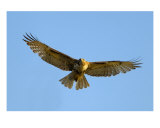 Red-Tailed Hawk II Photographic Print by Mundy Hackett