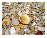 Seashells By The Seashore Photographic Print by David Garcia