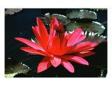 Stunning Red Water Lily Fotografisk trykk av Richard Bejarano