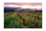 Napa Valley Sunset, Oakville, California Photographic Print by George Oze