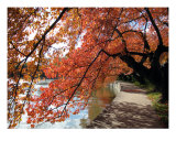 Fall Foliage Around Tida Basin Washington Dc No-5 Photographic Print by William Luo
