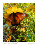 Sonoran Butterfly, Tucson, Arizona Photographic Print by Jamie Marsh