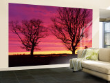 Oak Trees, Sunset, Sweden Fototapete – groß