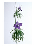 Larkspur Ladder Photographie par Rebecca Erol