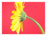 Yellow Gerbera Daisy Solitary Photographic Print by Sam Lee