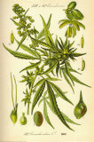 Cannibis Sativa Posters