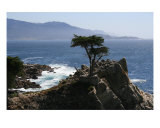Lone Cypress Photographic Print by Evin O'keeffe