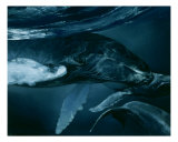 Humpback Whale Series I: V Giclee Print by S. Heather Theurer