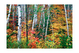 Birch Trees And Foliage, New Hampshire Photographic Print by George Oze