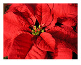 Red Poinsettia Close Up Photographic Print by Lucyna A. M. Green