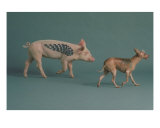 Artemis And Hot Dog Giclee Print by Andy Feehan