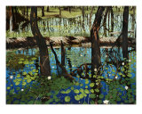 Alakai Swamp Giclee Print by John Hall