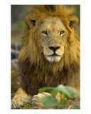 Lion Photographic Print by Mark Levy