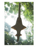 Sawfish Shark Photographie par Allyson Ricketts