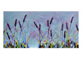 Cattails For Anne Giclee Print by Ann Tuck