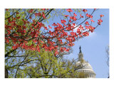 Red Dogwood And Us Capitol Photographic Print by William Luo