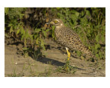 Spotted Thick-Knee Photographie par Mark Levy