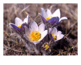 Manitoba Crocus Photographic Print by Ron Kroeker