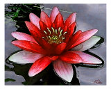 Aqua Red Photographic Print by Lia Wolf-mcchesney