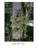 Recycle Photographic Print by Anne Morddel