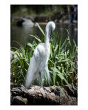 Egret Photographic Print by Paul Brent