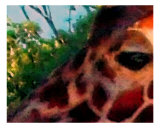 Girafe Photographie par Jamie Atkinson