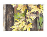 Autumn Leaves Giclee Print by Karin Quinn