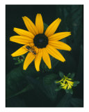 Black Eyed Susan With Bug Photographic Print by Rachel Cain